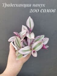 живые растения в аквариум купить: ● Комнатные растения (укоренённые черенки, молодые растения, взрослые — 5