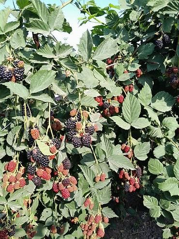Карагат: Кара бүлдүркөн lalafo.kg да — 1 Карагат: Кара бүлдүркөн — 1
