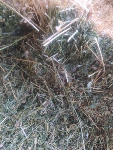 корм форели: Продаю чистый зеленый клевер второй укос ЧАЙ, плотный Кыргызстан — 5