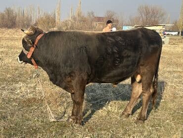 продаю породистых коров: Продаю | Бык (самец) | Для разведения | Осеменитель — 2