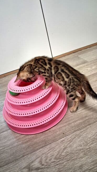 ищу кота для вязки бесплатно: ПОД НОВЫЙ ГОД ✨ ПЕРЕЕЗД В НОВЫЙ ДОМ ✨✨✨ БЕНГАЛЬСКИЕ КОТЯТА, ДВЕ — 1