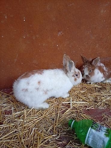 собака девочка: Кролик самец львиное голова с окрасом, сочетающим белый и — 2