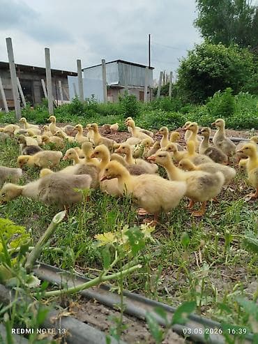 Айыл-чарба жаныбарлары: В продаже гуси, породы : мамуты скрещенные с кубанскими серыми — 1