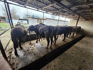 купить черного петуха: Продаю | Бык (самец) | На откорм | Привязанные — 3