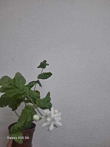 жасмин цветы: Жасмин самбак (Jasminum sambac), комнатное/балконное растение в — 4