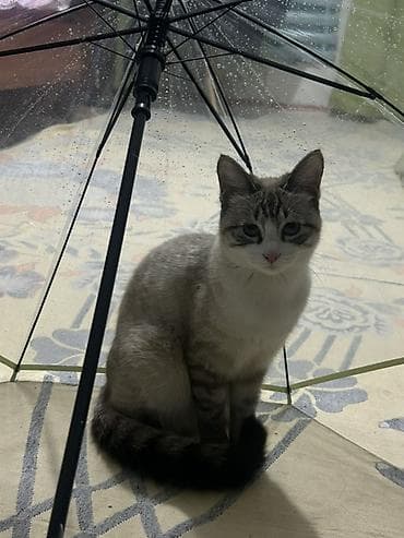 кошка американский керл: Ищем кота для вязки 🐾 Милая домашняя кошка с нежным окрасом поинт — 8
