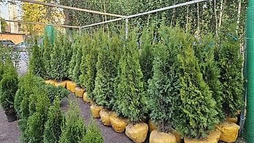 вечный спичка: Газонные семена и почвосмеси для газона - Марки: Green Field — 6