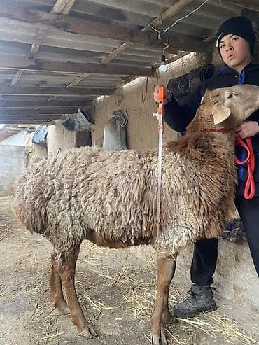 кролики фландр крол крольчата бабочка: Продаю | Овца (самка) | Гиссарская | Для разведения | Племенные — 2