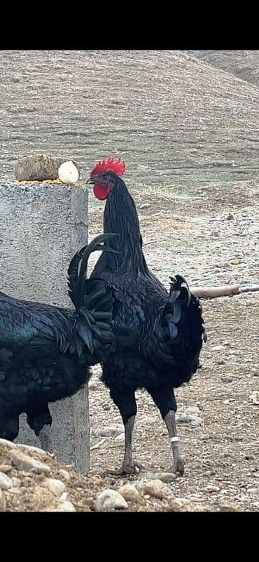 үй жаныбарлар: Сатам | Тооктор | Көбөйтүү үчүн — 4