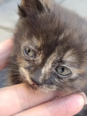 пушистые котенки: Котята, помёт разноокрасочный. котятам один месяц. Готовы сделать вашу — 3