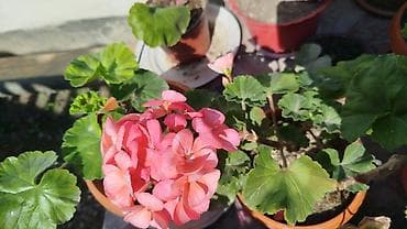 фикус триангулярис: Рассада и комнатные растения в горшках Предлагаются: - — 10