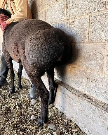 С/х животные и товары: Продаю | Баран (самец) | Для разведения | Племенные — 3