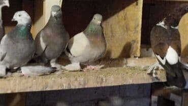 корм для птенцов волнистых попугаев: Продаются голуби: Голубка ореховая такла, бакинцы, узбекские. Цены — 1