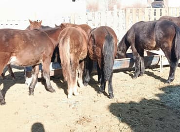 Продаю | Жеребенок | Для разведения | Племенные at lalafo.kg Продаю | Жеребенок | Для разведения | Племенные