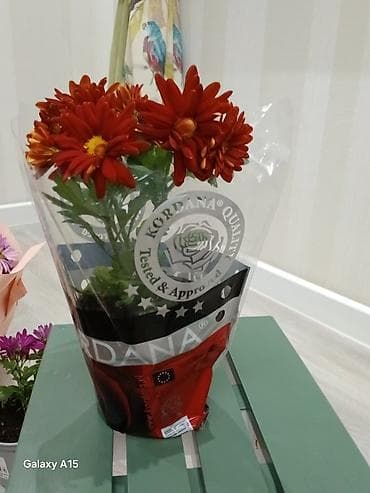 хризантема шаровидная: Хризантема в горшке - Компактное комнатное растение с крупными — 3