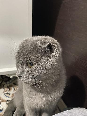 Грызуны: Скотиш Фолд (Шотландская вислоухая), 4 месяца, Мальчик, Серый, Приучена к лотку — 3