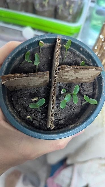 aloe vera: Семена Медовой китайской дыни (ароматная круглая дыня диаметром до 12 — 6