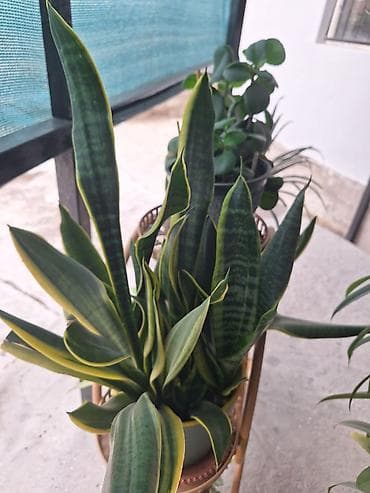 Бөлмө өсүмдүктөрү: Пахиподиум ламера (Madagascar Palm) в горшке - Эффектное комнатное — 3