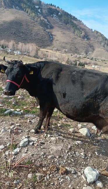 Собаки: Продаю | Корова (самка) | Алатауская | Для молока | Привязанные — 1
