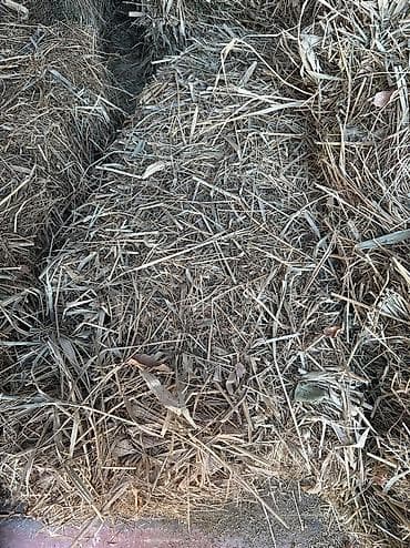 услуги кинолога: Й укос беде плотный большой тяжелый — 5