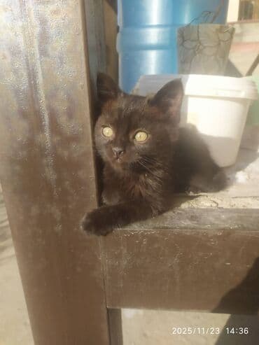 домик для котенка: Кошка даром: Беспородная, 2 месяца, Мальчик, Приучена к лотку — 15