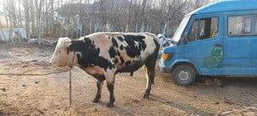 сколько стоит кролик домашний: Продаю | Бык (самец) | На откорм | Племенные — 3