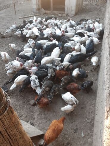 в связи с переездом отдам попугая жако в добрые руки: Продаю | Индюшка (самка) | Полукровка — 2