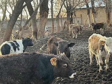 Продаю | Бык (самец) | На откорм