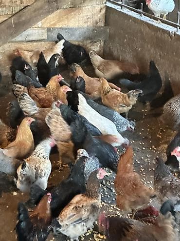 стебли кукурузы: Продаю | Куры, Петух | Домашняя, Кучинская | На забой, Для разведения, Несушки — 2