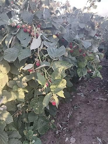 мака кукуруз: Саженцы малины (ремонтантный сорт на фото) Лучший сорт для бизнеса — 4