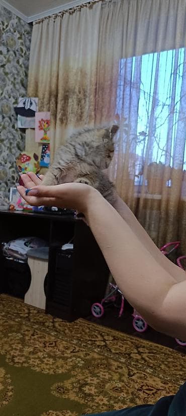 ласки: Британские котята, окрасы: сплошной голубой и тигровый табби. - — 10