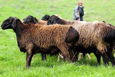 продажа щенков немецкой овчарки с документами в бишкеке: Сатам | Кочкор (эркек) | Союуга | Ургаачы — 1