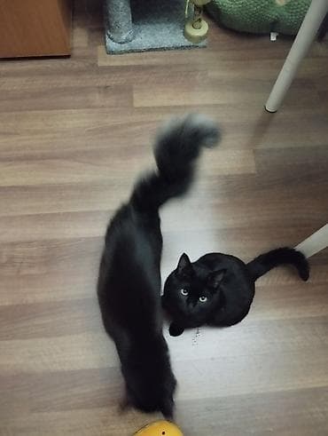 кошки шотландские: Кошка даром: Британская короткошёрстная, 1 год, Девочка, Приучена к лотку — 3