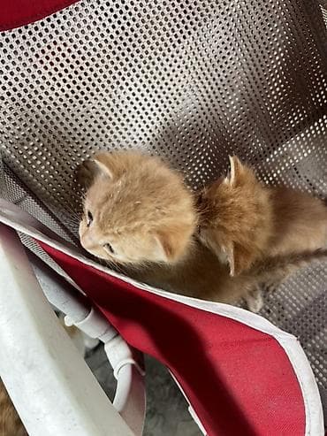 Вязка кошек: Рыжие котята

- Порода: домашние короткошёрстные 
Отдам в добрые руки — 4