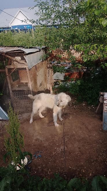 чак чау: Овчарка, 2 года, Самец — 4