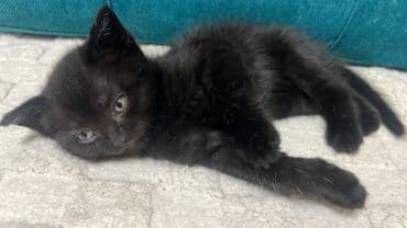 новорожденный котенок: 1 айлык, Эркек, Кара, Аргын, Лотокко барууга үйрөтүлгөн — 3