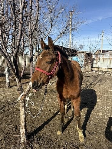 куры гриз бар: 9 месяцев Молодая - Масть: рыжая с темной гривой и хвостом - — 5