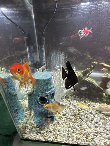 рыба для аквариума: Продаю красивый аквариум с рыбками, всего лишь за 8000 тыс. Пишите на — 9