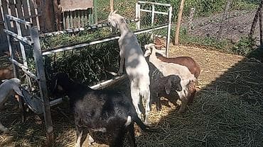 зааненские козы фото: Продаю | Коза (самка), Козёл (самец), Козлёнок | Полукровка, Зааненская | На забой, Для разведения, Для молока | Племенные, Осеменитель — 7