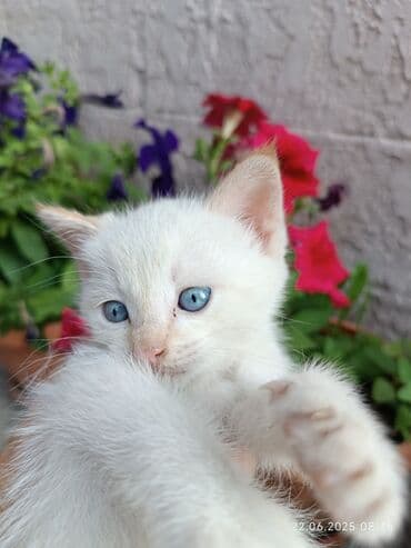 отдам кошечку в добрые руки: Кошка даром: Беспородная, Девочка, Приучена к лотку — 2