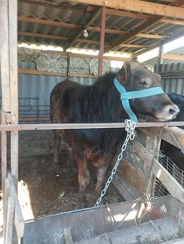 ат бишкек: Сатам | Бука (эркек) | Бордоп семиртүү үчүн | Байланган — 5