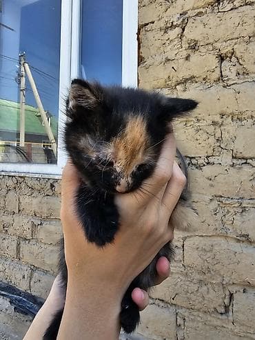 Продажа кошек: Котята, помет из 5 малышей. Особенности: - Окрас на выбор: чёрный — 8