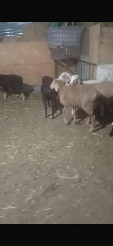 кошки котята: Продаю | Овца (самка), Ягненок, Баран (самец) | На забой, Для разведения — 1