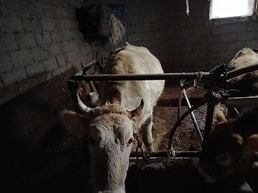Продаю | Корова (самка) | Для молока | Привязанные