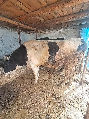 Айыл-чарба жаныбарлары: Сатам | Бука (эркек) | Голштин | Көбөйтүү үчүн | Асыл тукумдуу — 2