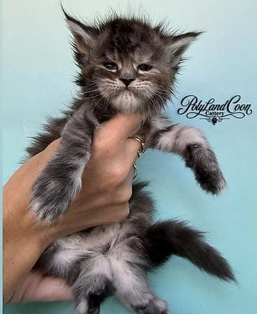 регдол кошка: Мейн-кун, 1 месяц, Мальчик, Приучена к лотку, Проглистована, С документами — 2