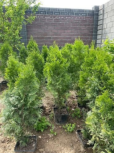 🌿 ПРОДАЖА КОЛОНОВИДНЫХ ТУЙ 🌿 Идеальное решение для красивой и
