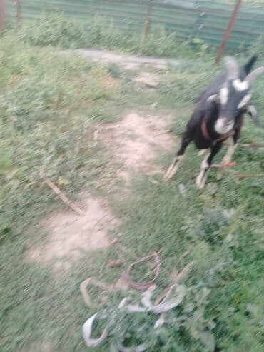 куры доминанты: Продаю | Коза (самка) | Битал — 3