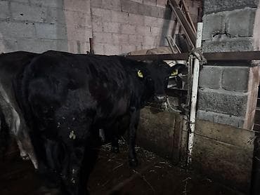 магнит для коров: Продаю | Тёлка | На откорм, Для разведения | Нетель, Привязанные — 4