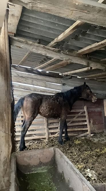 сколько стоит щенок золотистого ретривера: Продаю | Жеребец | Рабочий — 3